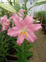 [4340 Sanna VZ No02.JPG]